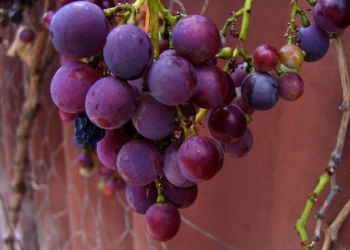 Grožđe: istina, lepota, zdravlje