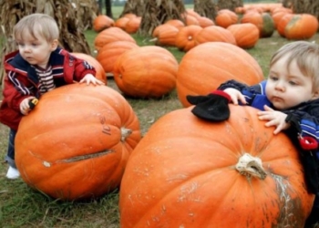 Bundevino seme – golica