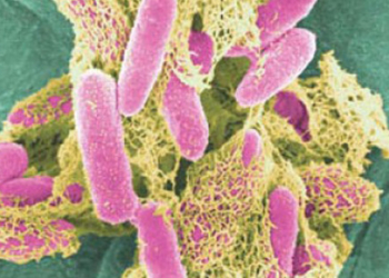 Ešerihija koli se širi Evropom