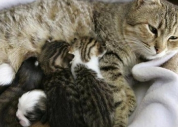 Nežna mama mačka (Video)