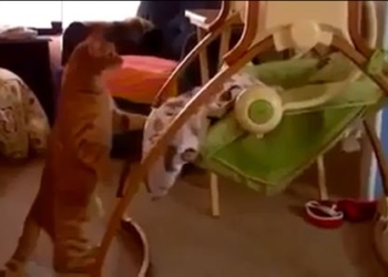 Kad maca uspavljuje bebu (video)