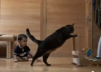 Preslatko: Maca uči bebu da hoda (video)