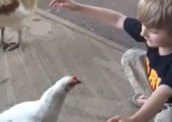 Prijateljstvo (video)