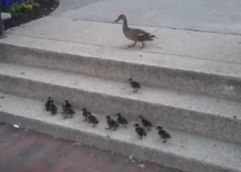 Mama patka zove pačiće u šetnju