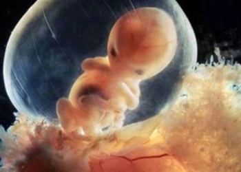 Impresivno: Čudesne fotografije samog začeća