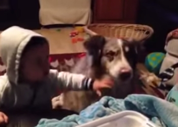 Učila svoju bebu da kaže ‘mama’, a pas prvi naučio