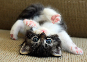 Kako naučiti dete da bude poslušno?