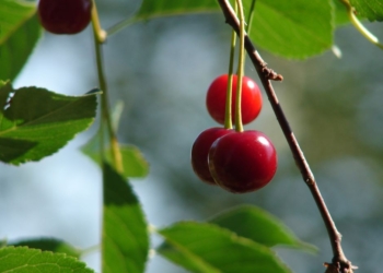 Nekada su deca komšijama krala trešnje, danas i kradu wirless