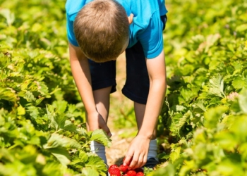 Za težak dečji rad kazna milion i po