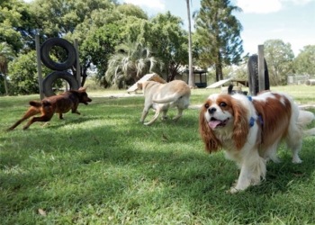 Opasni parazit stigao u Srbiju : Prenose ih ljubimci na udaru deca
