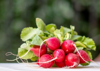 Rotkvice za metabolizam