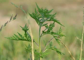Ambrozija guši: Terapija je obavezna, a tuširanje više puta u toku dana može da pomogne