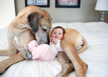 Mala deca i njihovi veliki psi