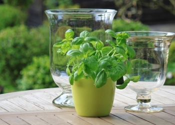 Svaki balkon ili bašta mora da ima bosiljak, ruzmarin i peršun: Evo zašto!