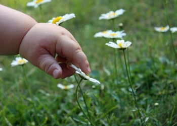 Bolesti koje prenose krpelji