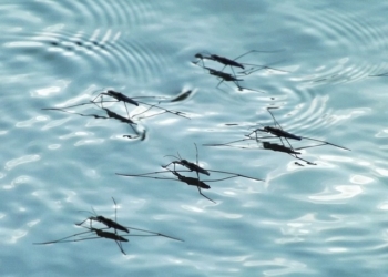 Upozorenje onima koji idu u Grčku: Čuvajte se  komaraca zbog virusa Zapadnog Nila