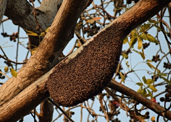 Ovaj prirodni lek ima neverovatnu moć