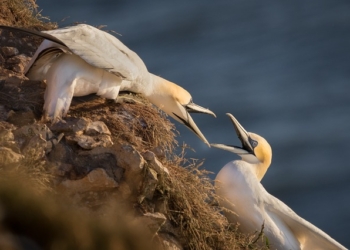 Zvocanje u vezi: Jeste li mu ljubavnica ili majka
