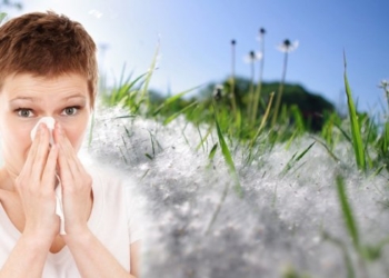 Crveni alarm u Srbiji zbog ambrozije, a evo kako ublažiti simptome