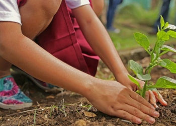 Svi đaci prvaci u Beogradu od 15. oktobra sade svoje drvo