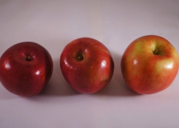 Jabuka je jedno od najzdravijeg voća