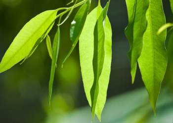 Eukaliptus je prirodni lek za prehladu – kako ga primeniti kod dece