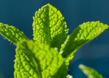 Blagotvorna nana – prirodni lek za decu