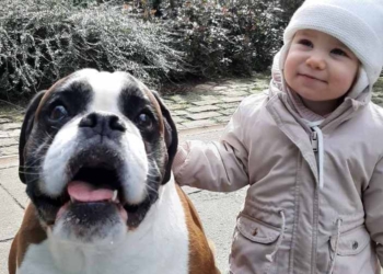 Izmene mera u vreme Policijskog časa: Samo za vlasnike pasa !