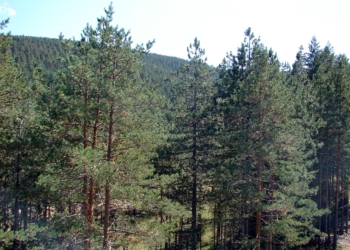 Vazduh Zlatibora kao lek