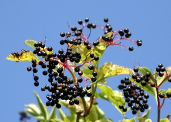 Kako crna zova deluje štiteći nas od virusa