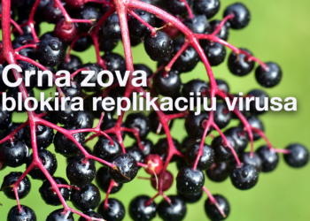 Crna zova u prevenciji i terapiji virusnih infekcija
