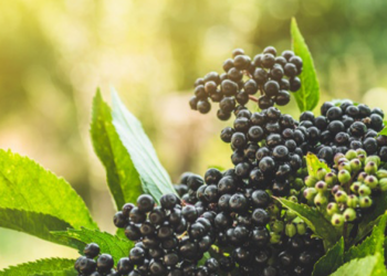 U borbi protiv virusa porodicu čuvamo prirodom