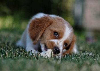 Iskustvo jedne mame: “Ne kupujte deci psa, koliko god molili”