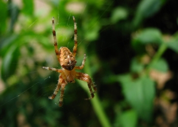 Kako izgleda ujed pauka kod dece – lokalne i sistemske manifestacije i način lečenja