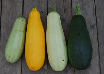 Tikvice u ishrani beba