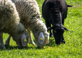 Ko su crne ovce u porodicama, a ko beli vitezovi?