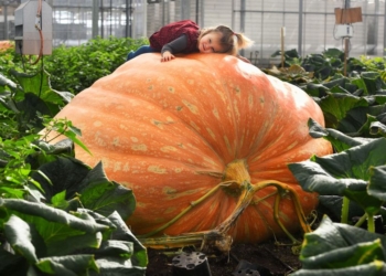 Dedina bundeva za Ginisa