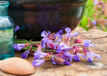 Astragalus – lekovita biljka koja poboljšava funkciju pluća