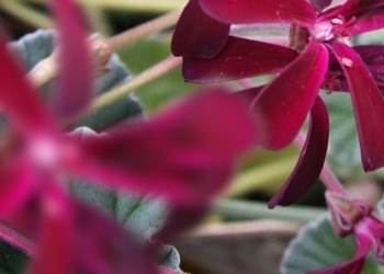 Pelargonijum – preporuka za primenu kod kašlja