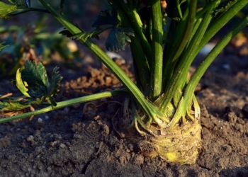 Najlekovitija biljka na svetu: Ako se jede redovno može da zaustavi rast ćelija raka, veruju naučnici!