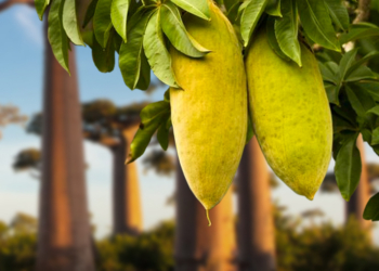 Baobab – superhrana za prirodno jačanje imuniteta