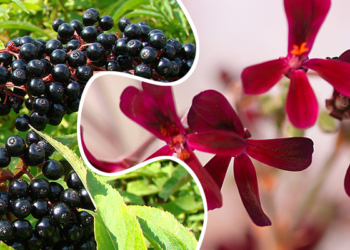 Zova i pelargonium – tim koji pobeđuje virusne infekcije