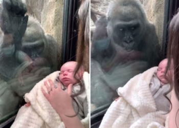 Majčinstvo spaja vrste: Dirljiv susret jedne mame i ženke gorile u zoo vrtu (video)