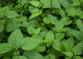 Lečenje koprivom: Da li je kopriva super biljka