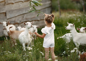 Mesto gde pedijatar nije potreban
