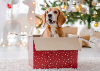 Kuca ili maca kao novogodišnji poklon – dobro razmislite